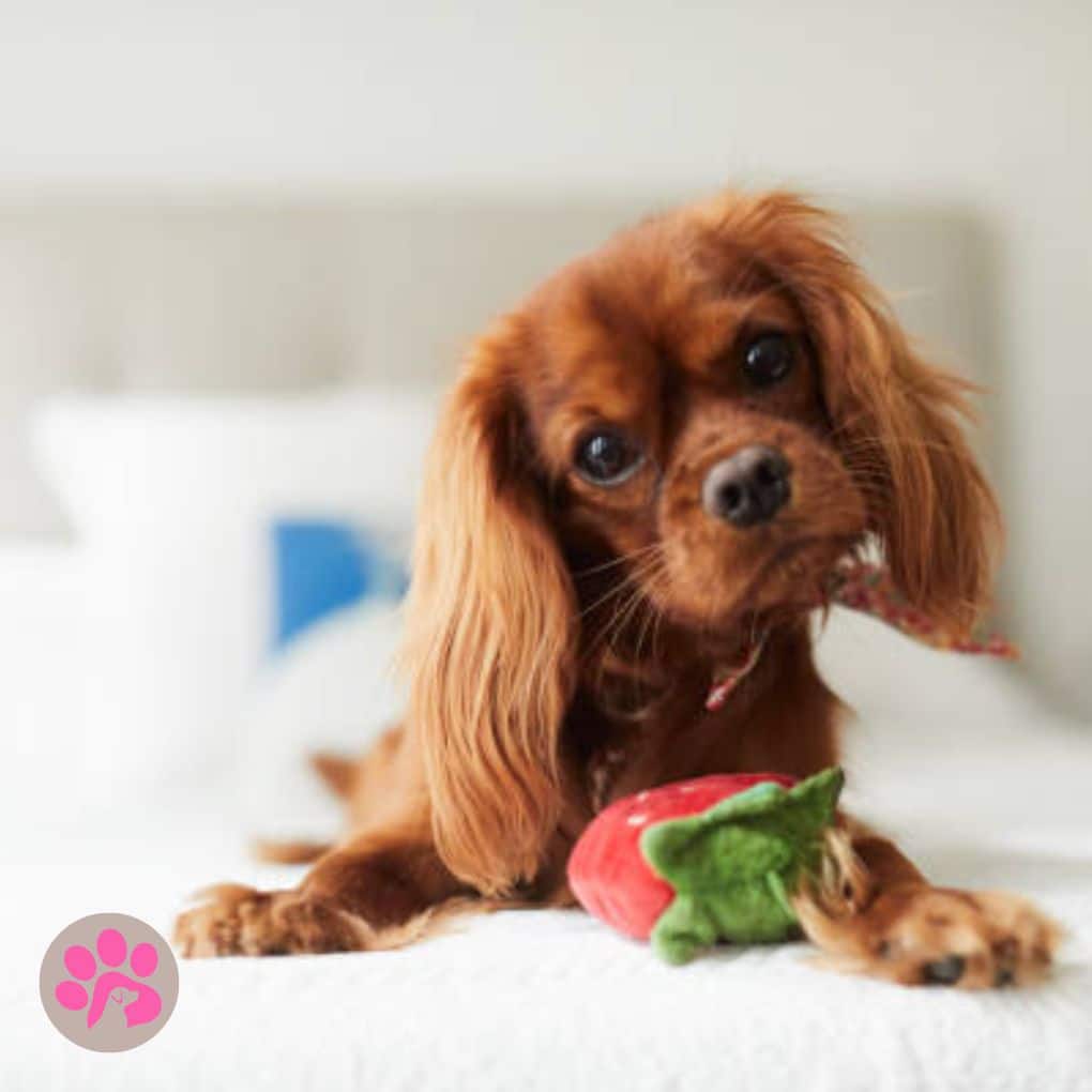 Give your Cavalier King Charles Spaniel the royal treatment!