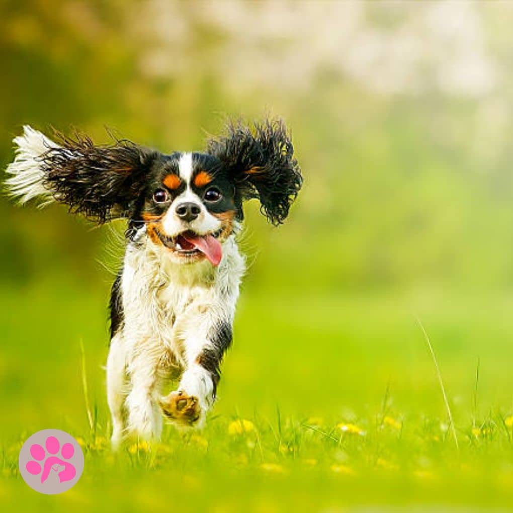 Health Care: Staying on Top of Vet Visits