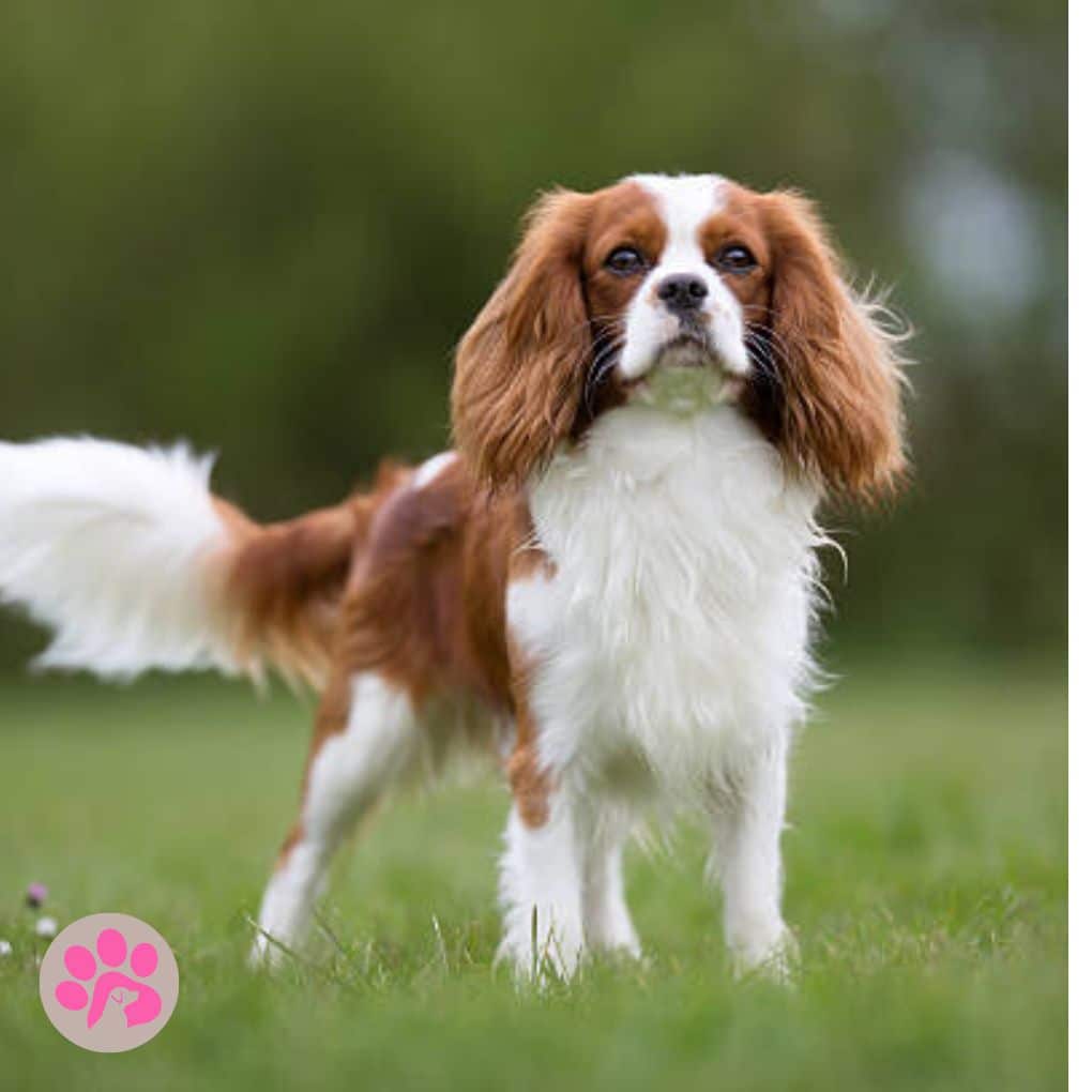 Give your Cavalier King Charles Spaniel the royal treatment!